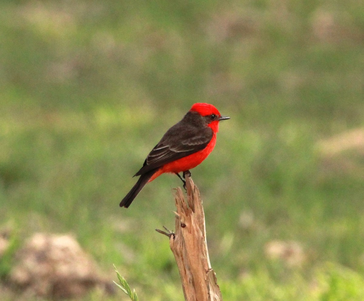 Vermilion Flycatcher - ML624091189