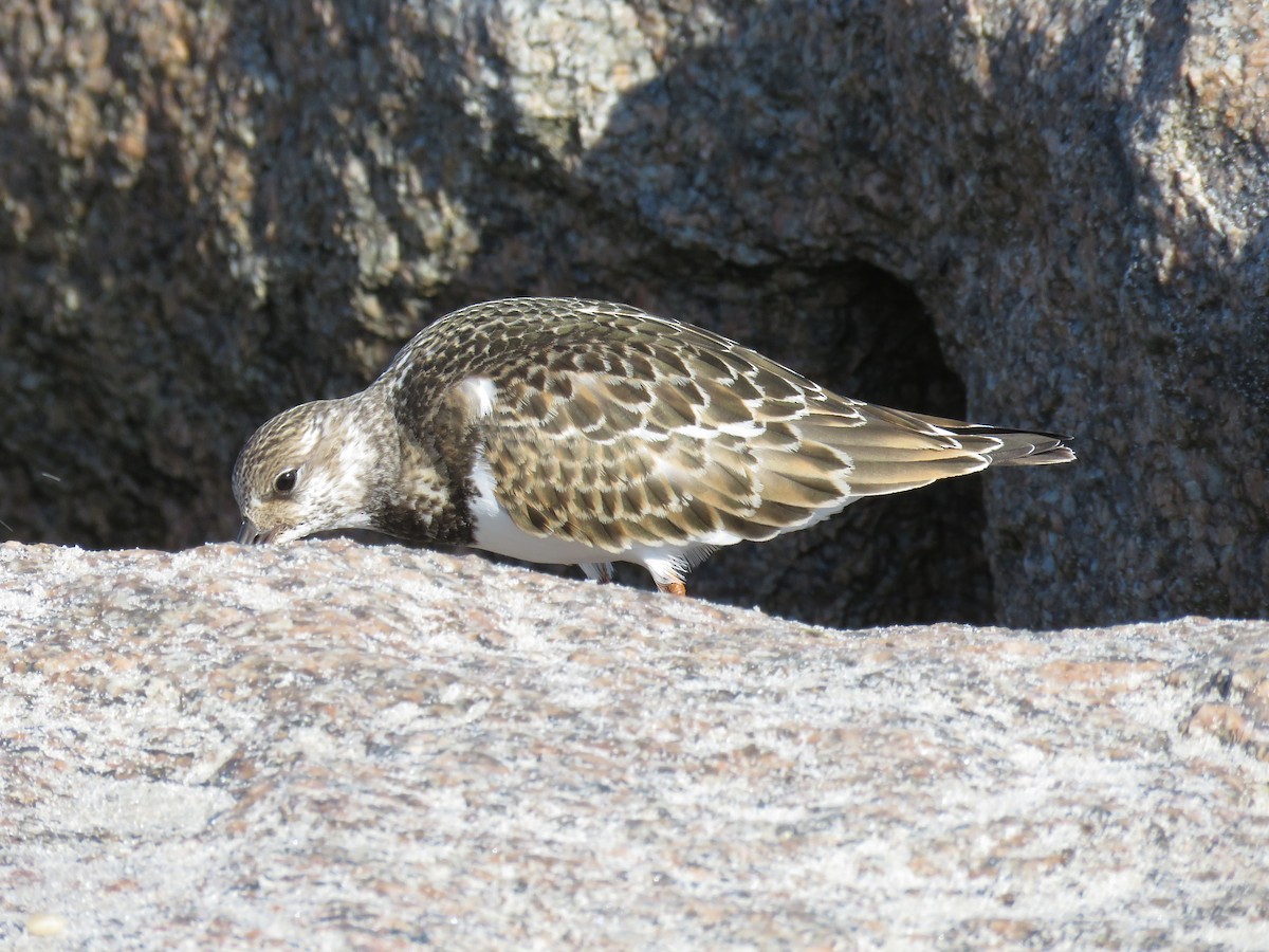 Ruddy Turnstone - ML624091200