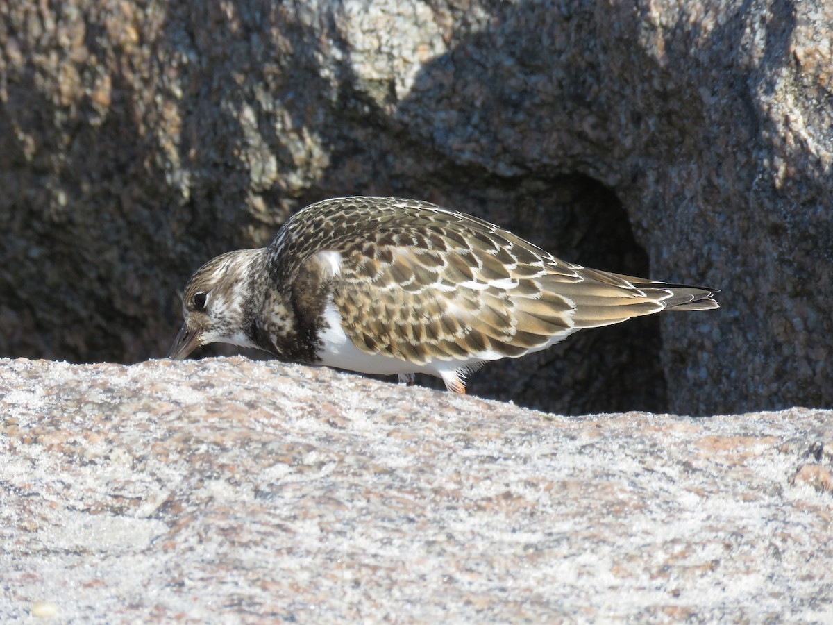 Ruddy Turnstone - ML624091202