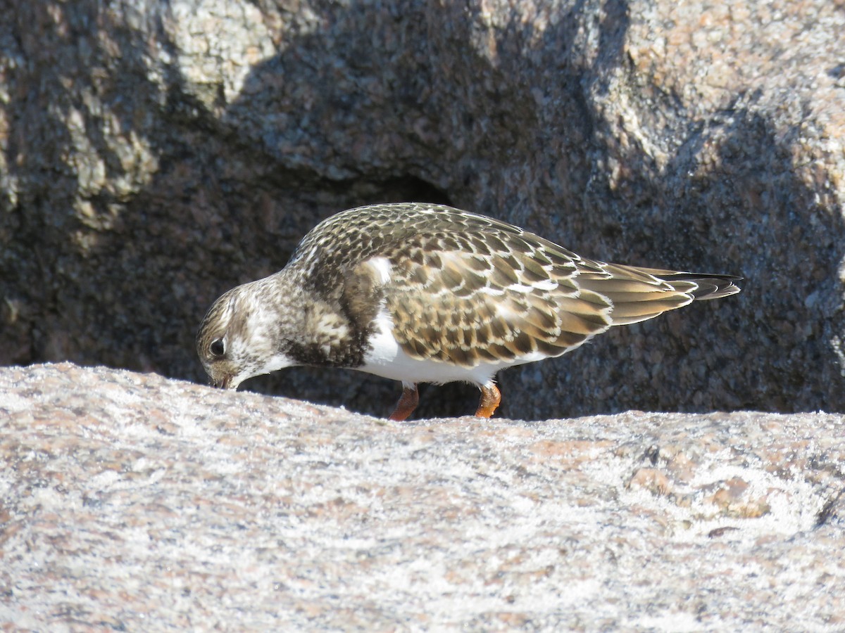 Ruddy Turnstone - Duncan Woolston