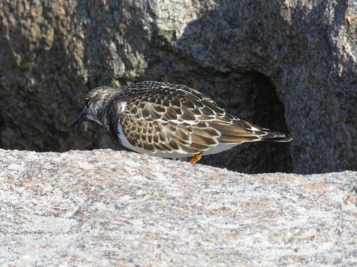 Ruddy Turnstone - ML624091206