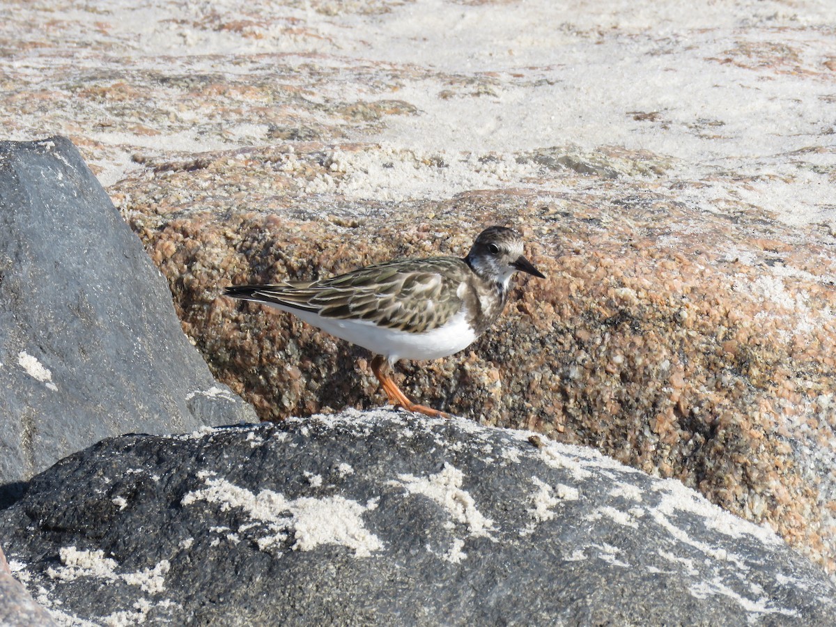 Taşçeviren - ML624091227