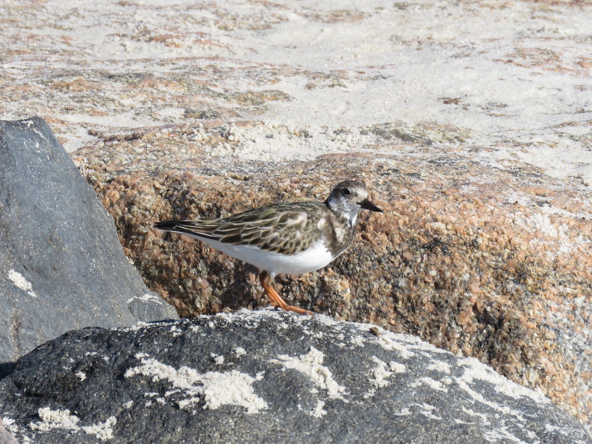 Ruddy Turnstone - ML624091228