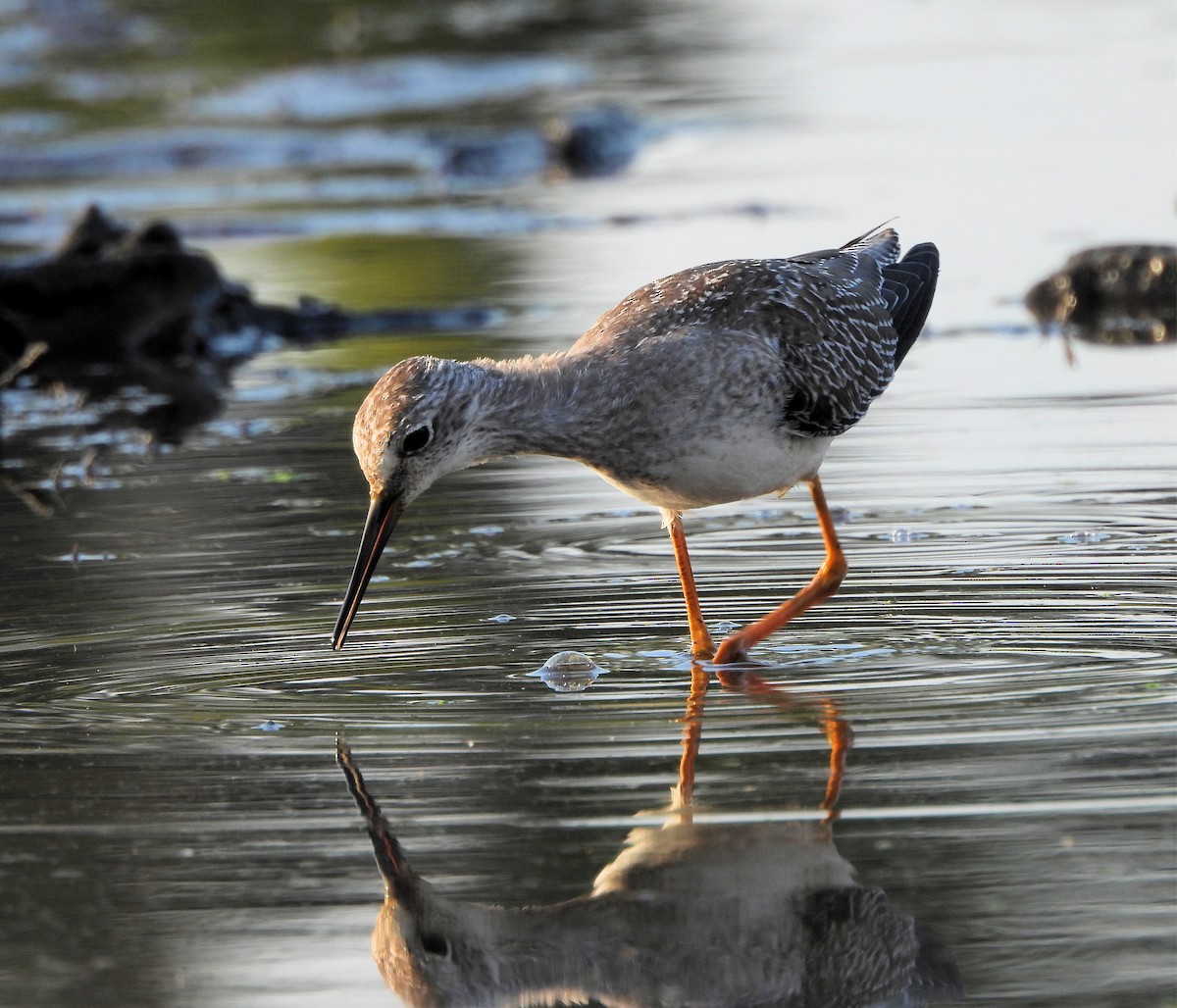 Lesser Yellowlegs - ML624091248