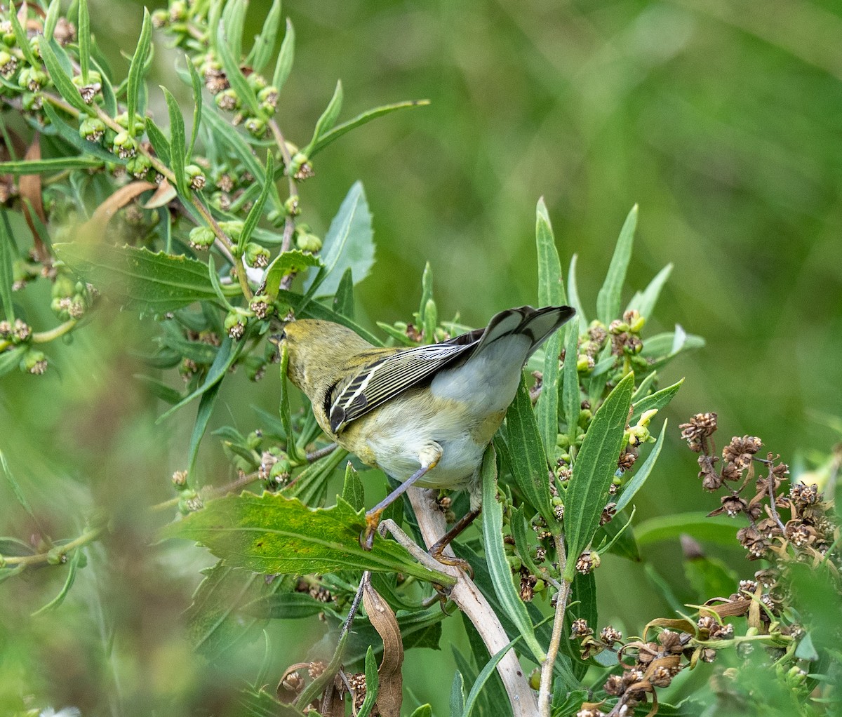 Blackpoll Warbler - ML624091250