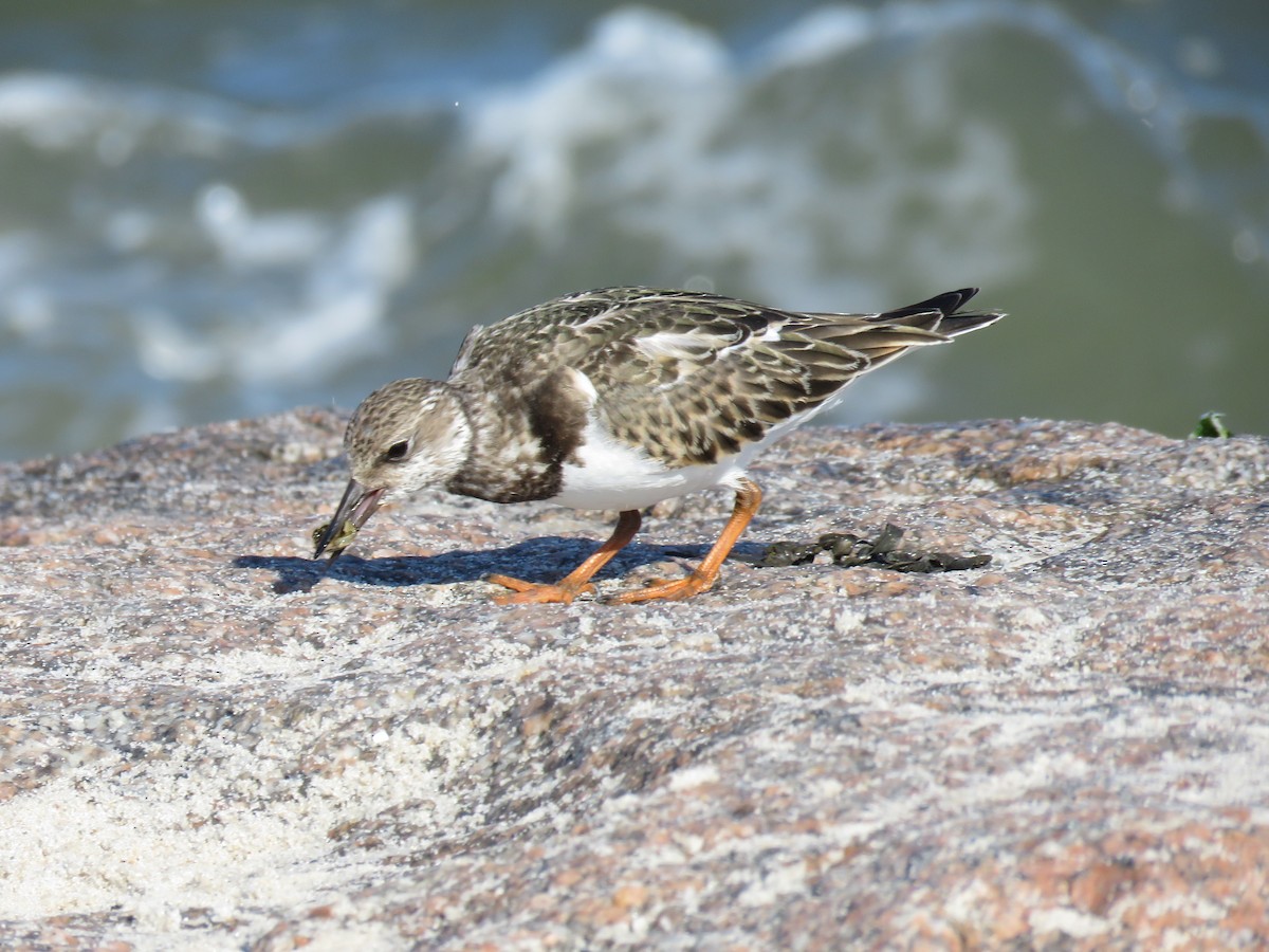 Ruddy Turnstone - ML624091256