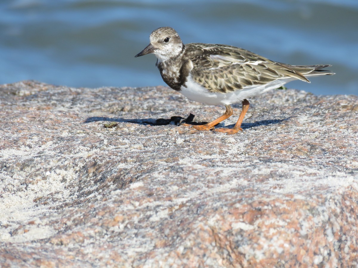 Ruddy Turnstone - ML624091257