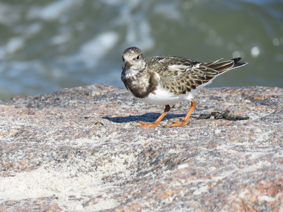 Ruddy Turnstone - ML624091258