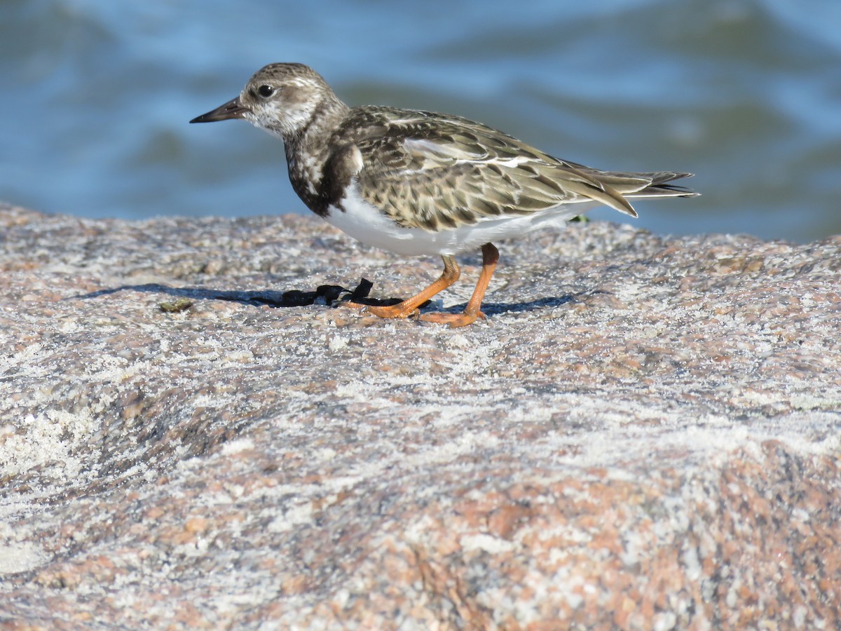 Ruddy Turnstone - ML624091259