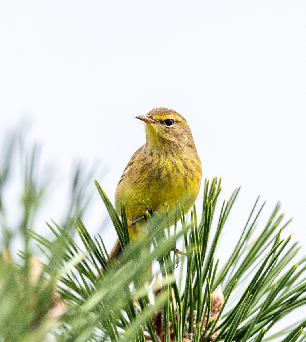 Palm Warbler - ML624091264