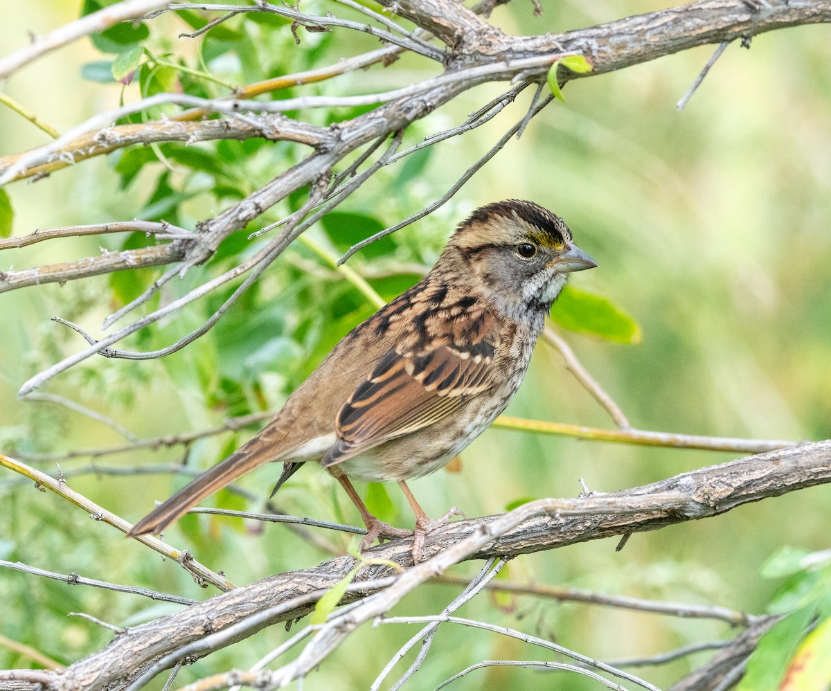 White-throated Sparrow - ML624091271