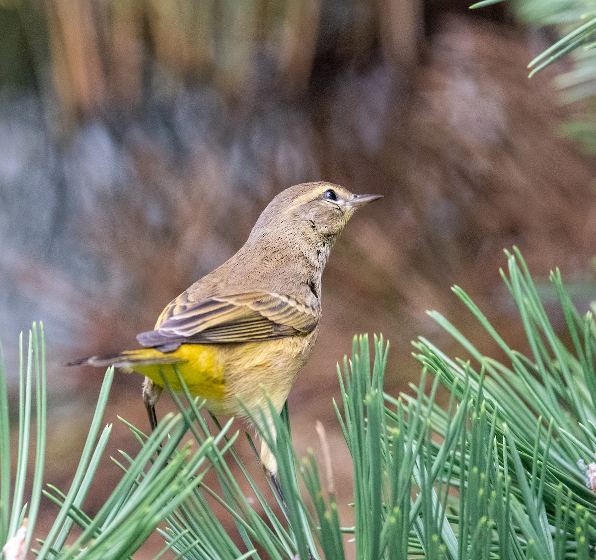 Palm Warbler - ML624091284