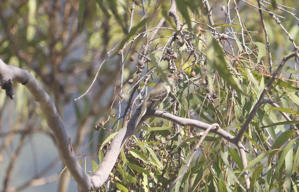 Willow Flycatcher - ML624091287