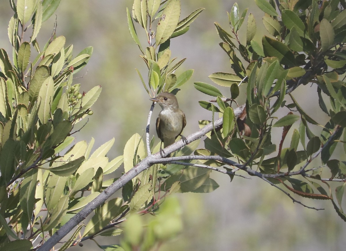 Willow Flycatcher - ML624091288