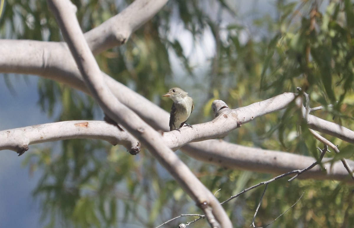 Willow Flycatcher - ML624091289