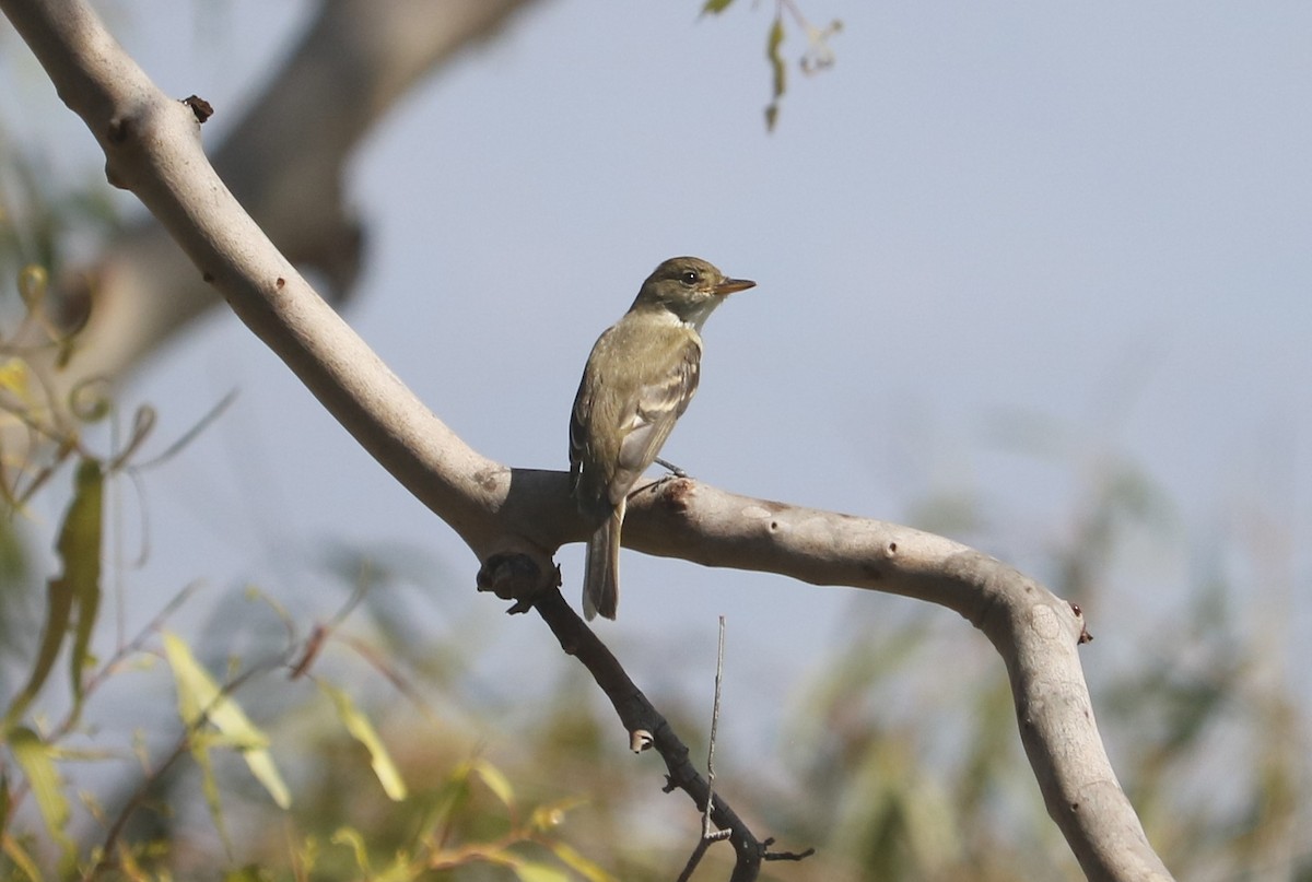 Willow Flycatcher - ML624091290