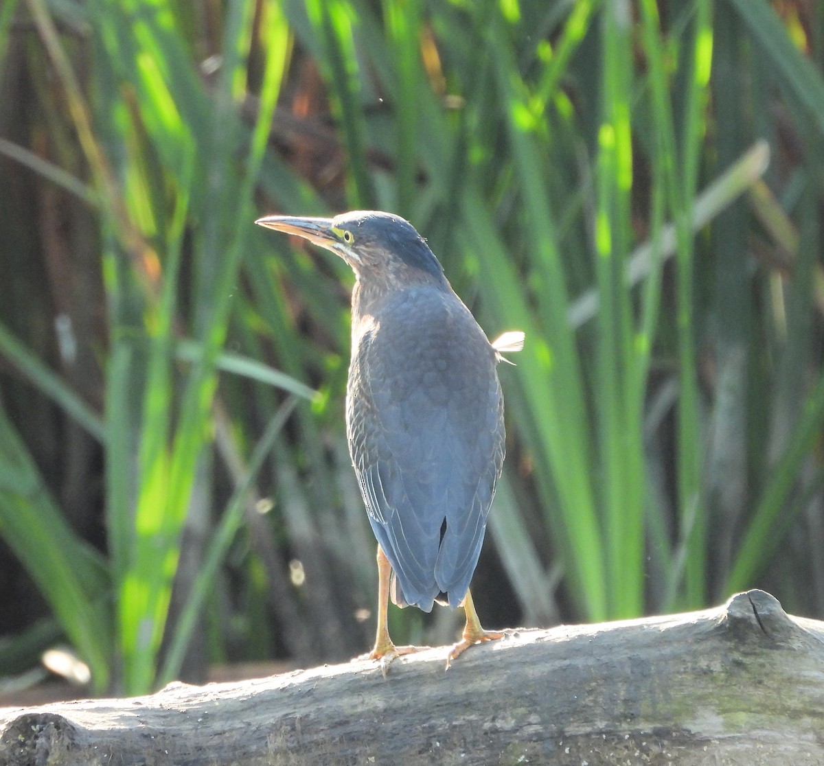 Green Heron - ML624091294