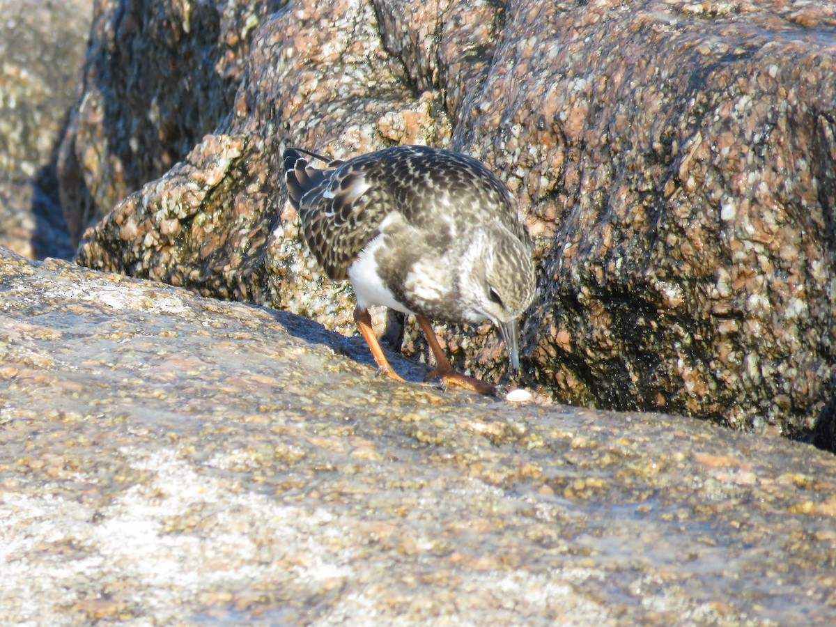 Ruddy Turnstone - ML624091295