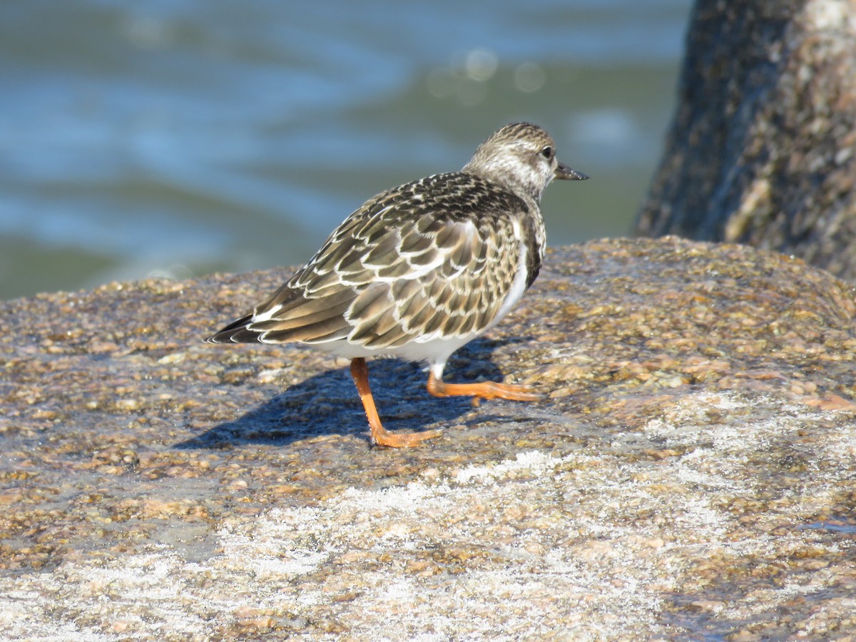 Алаг хайргач - ML624091296