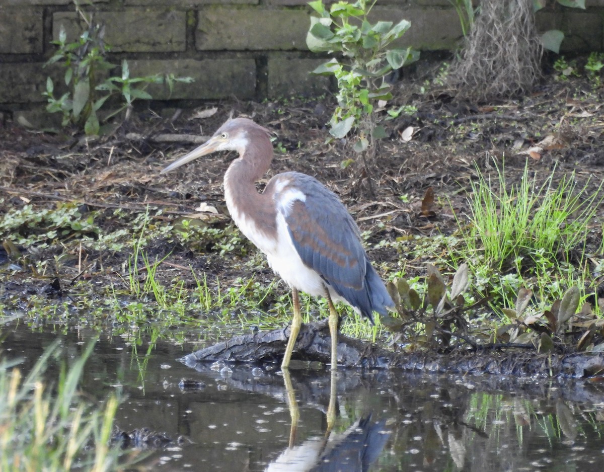 Tricolored Heron - ML624091304