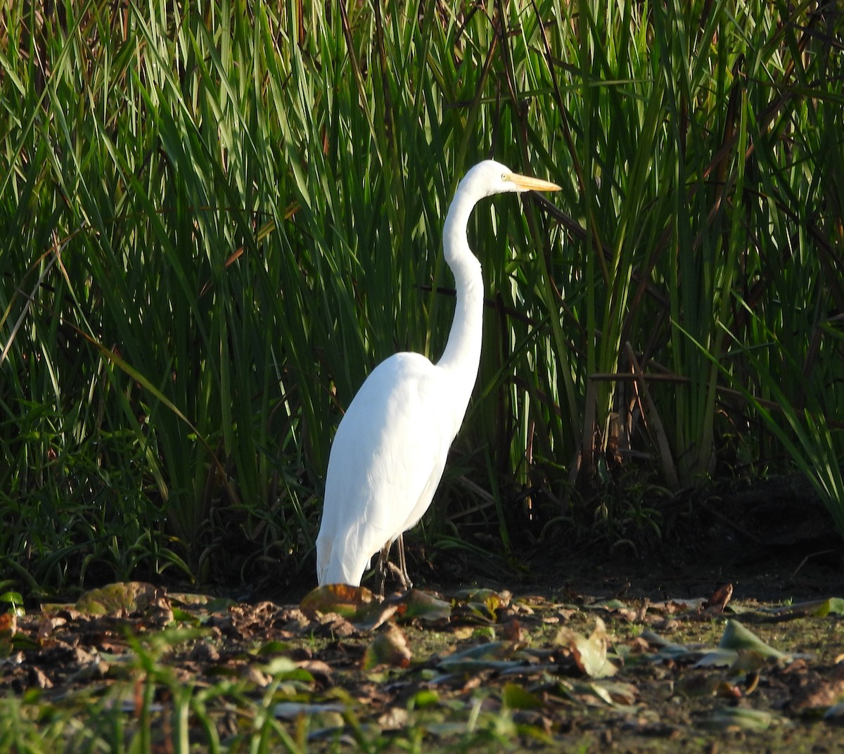 Great Egret - ML624091309