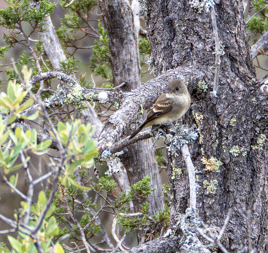 Western Wood-Pewee - Jorge Odio