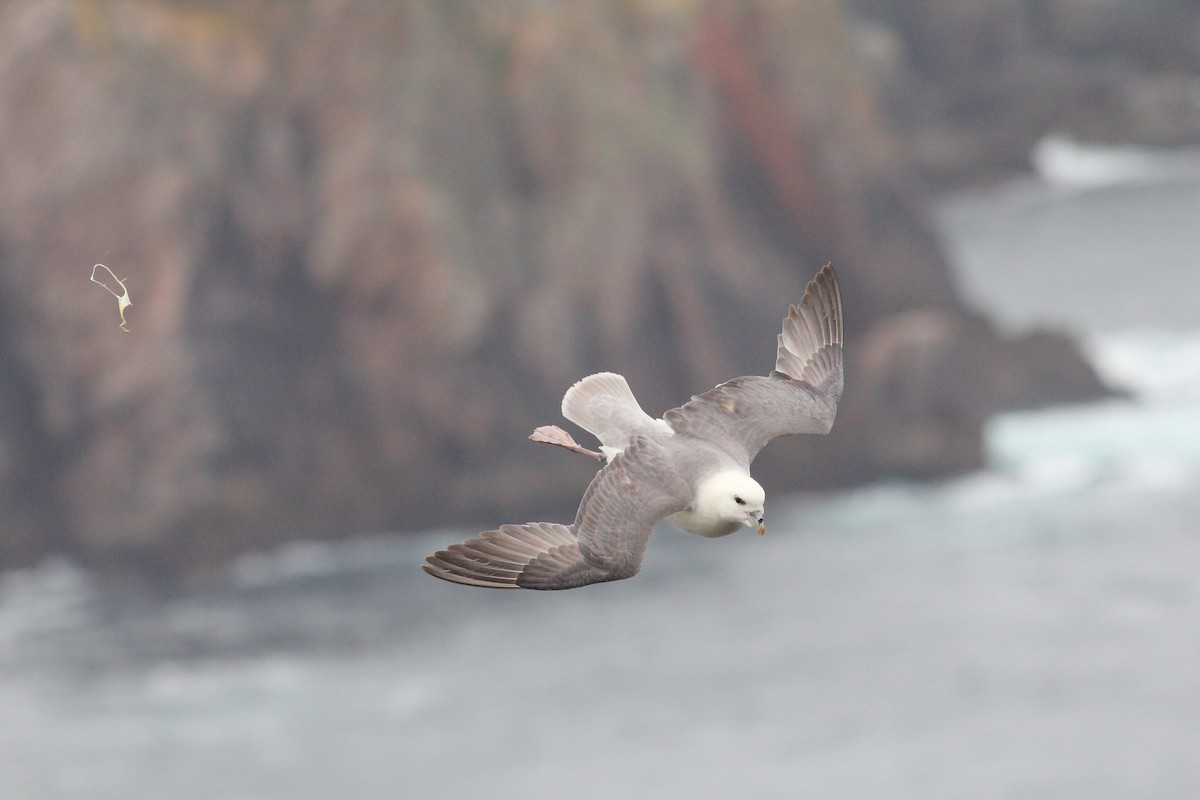 Northern Fulmar - ML624091326
