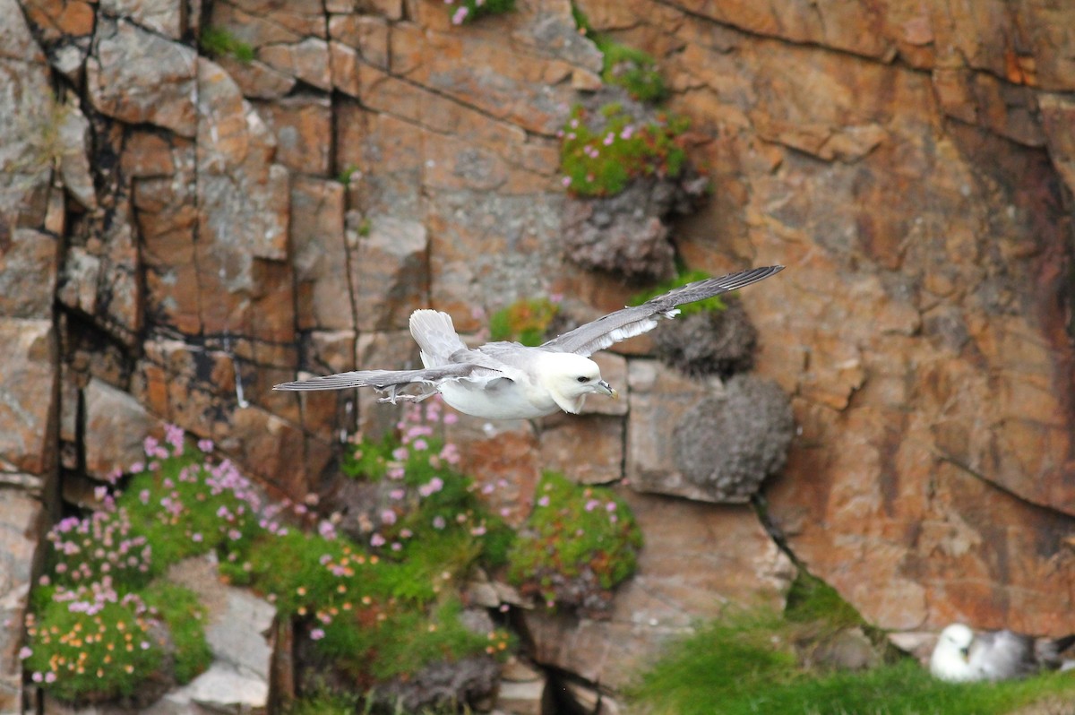 Northern Fulmar - ML624091328
