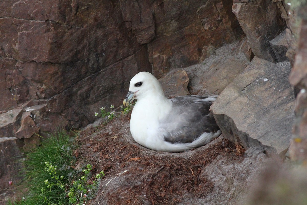 Northern Fulmar - ML624091329