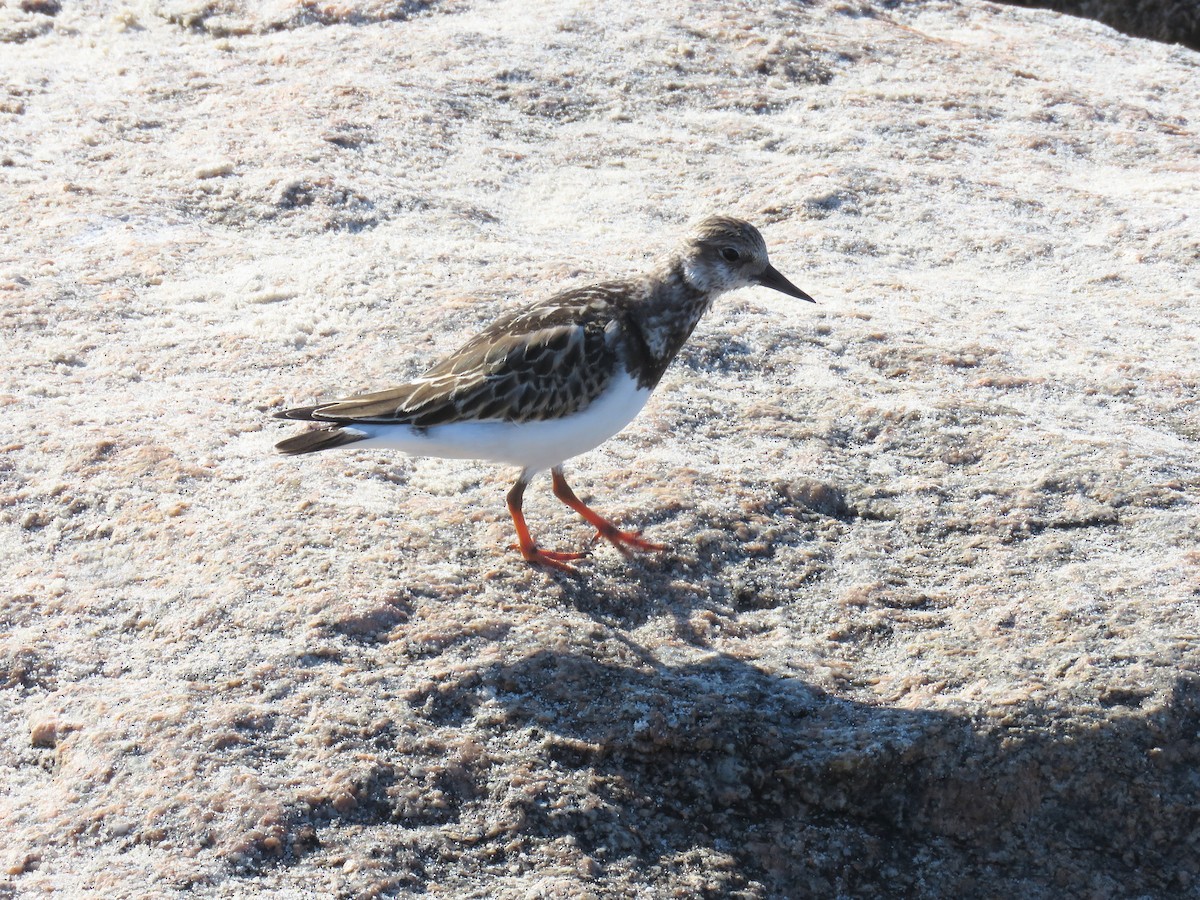 Ruddy Turnstone - ML624091336