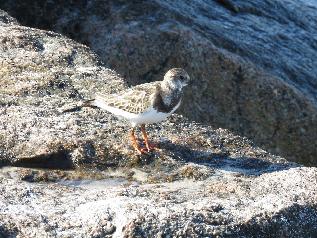 Ruddy Turnstone - ML624091337