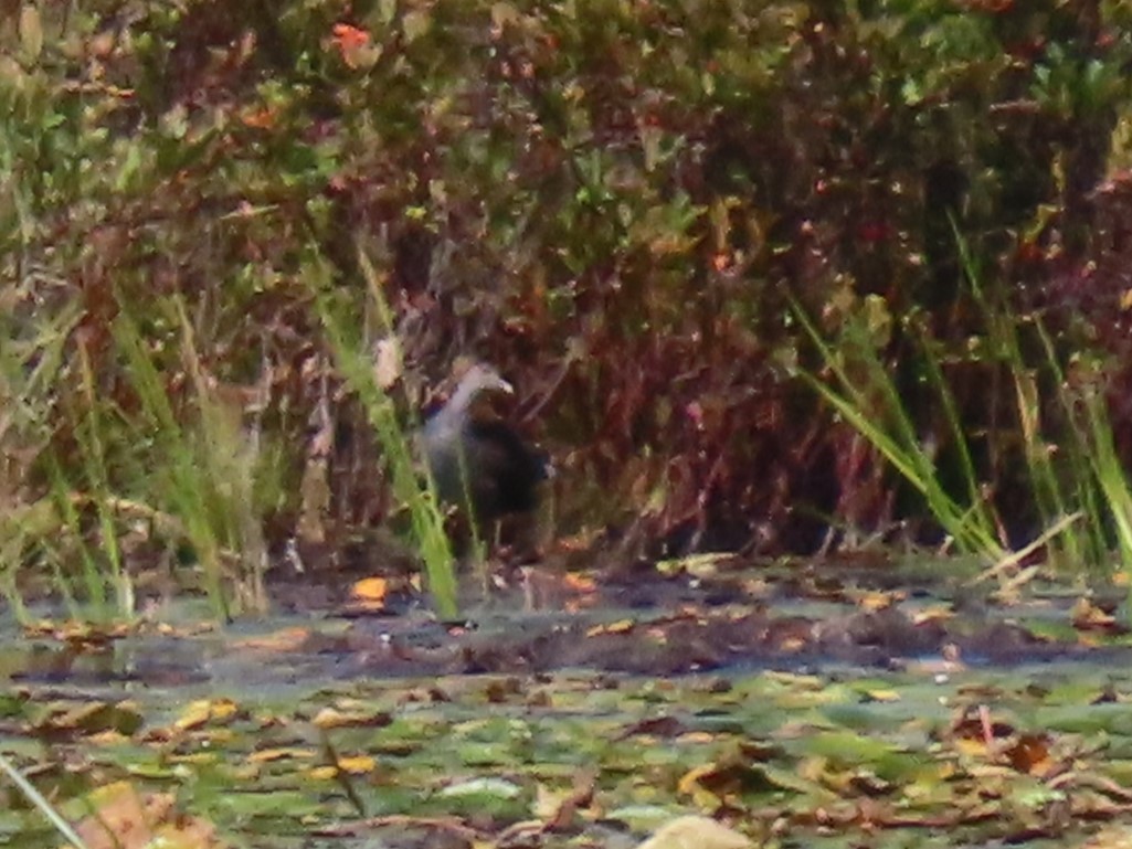 Common Gallinule - ML624091341