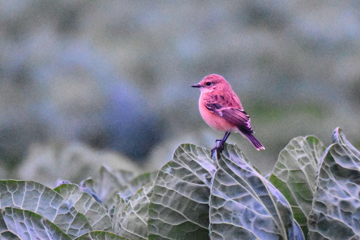 Siberian/Amur Stonechat - ML624091344