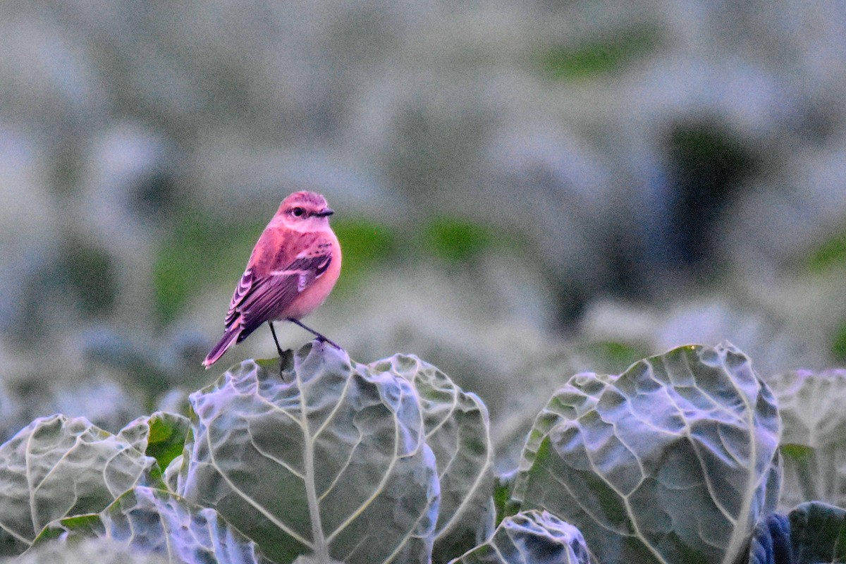 Siberian/Amur Stonechat - ML624091350