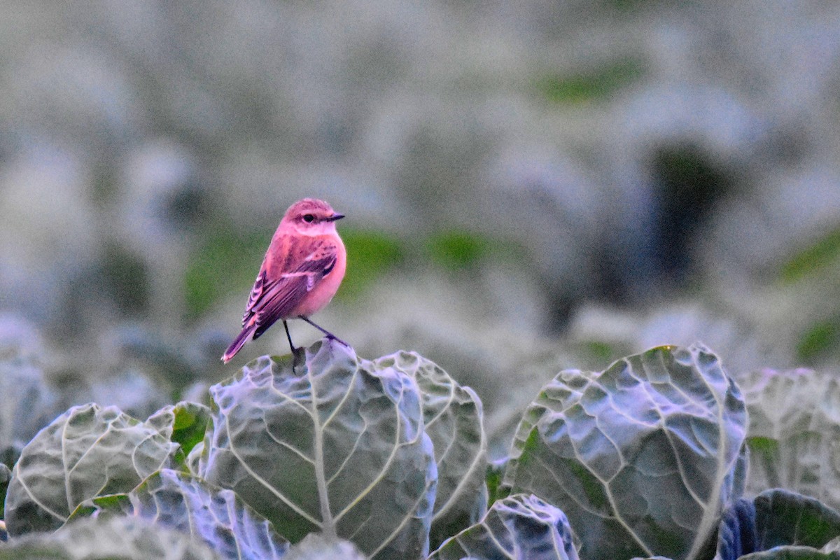 Siberian/Amur Stonechat - ML624091353