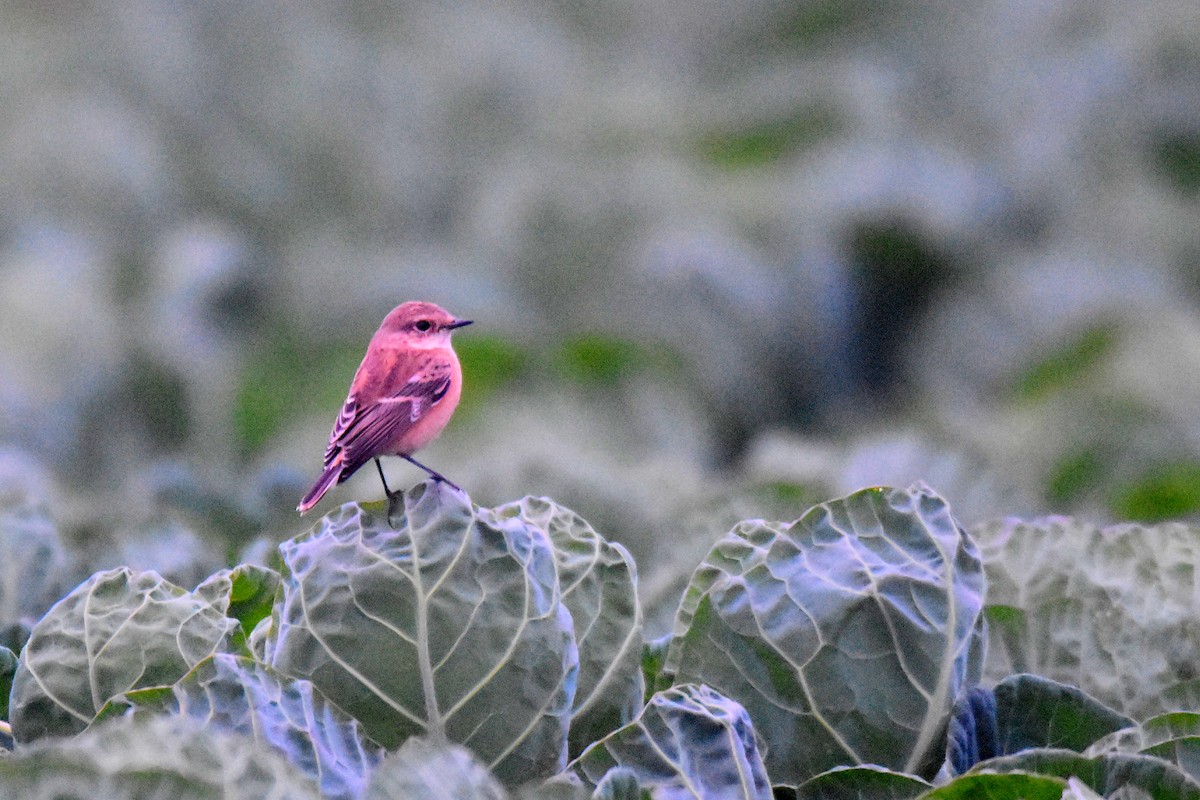 Siberian/Amur Stonechat - ML624091354