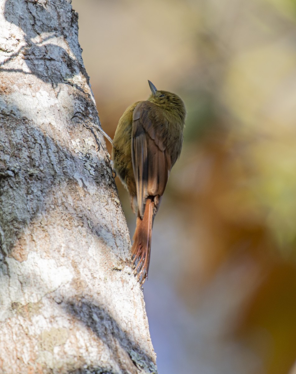 Olivaceous Woodcreeper - ML624091423