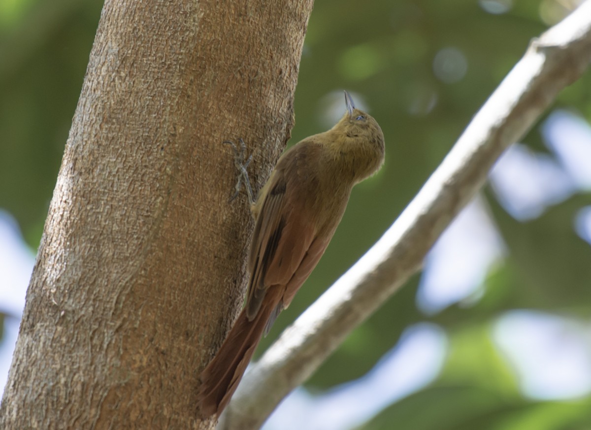 Olivaceous Woodcreeper - ML624091424