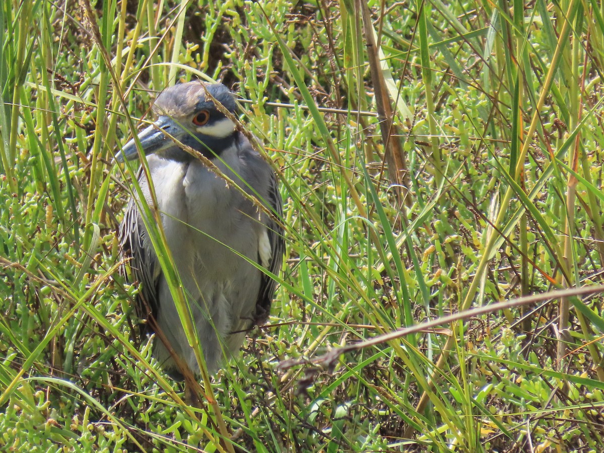 Yellow-crowned Night Heron - ML624091479