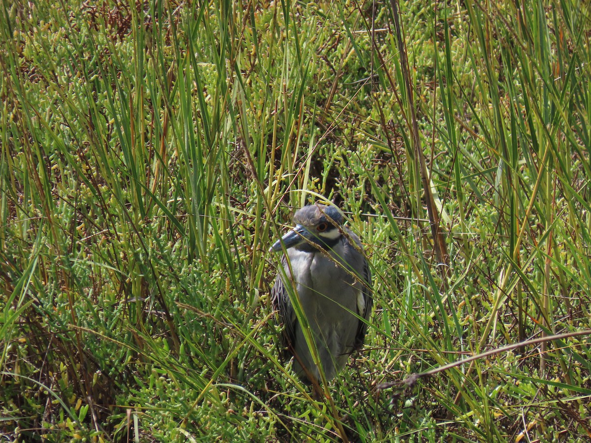 Yellow-crowned Night Heron - ML624091484