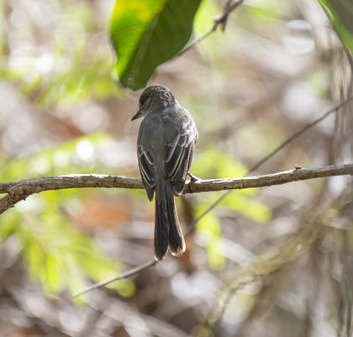 Short-crested Flycatcher - ML624091488