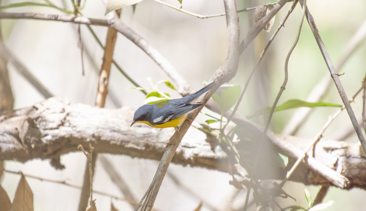 Tropical Parula - ML624091521