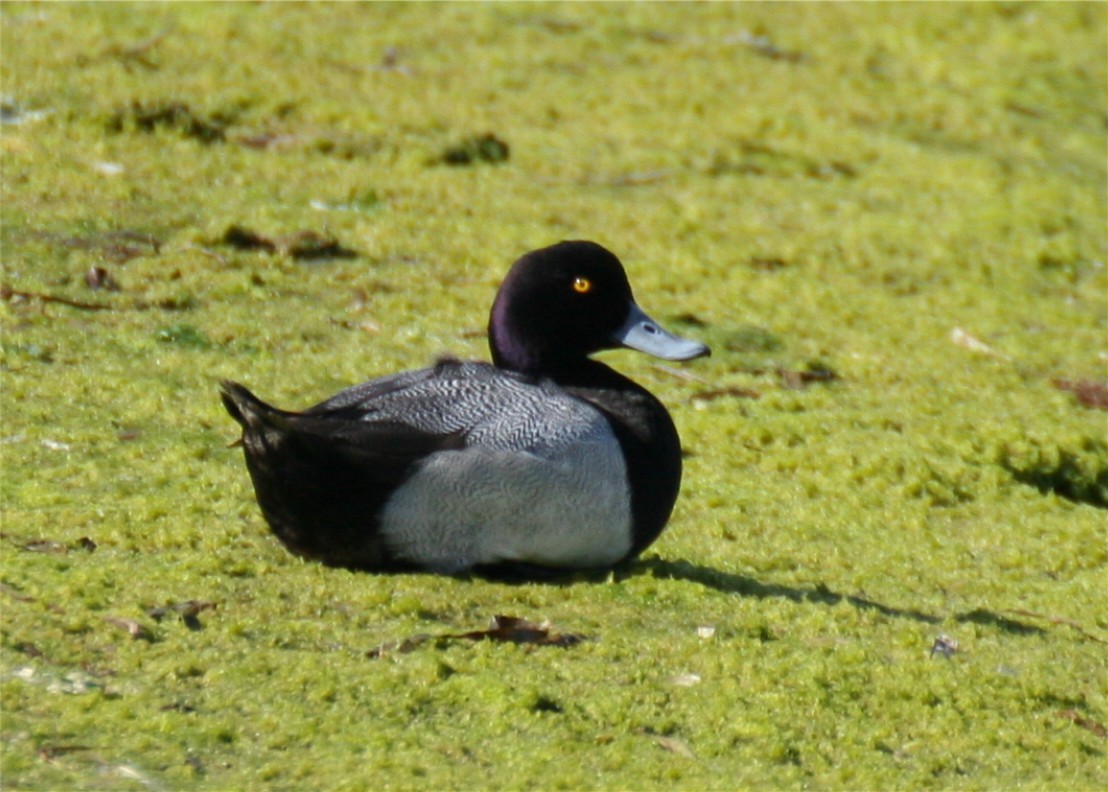 Lesser Scaup - ML624091529