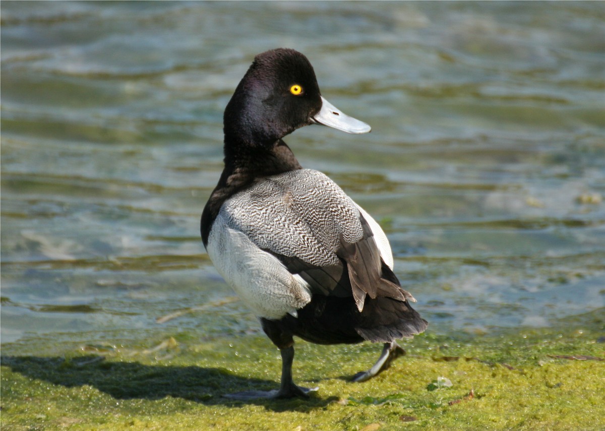 Lesser Scaup - ML624091530