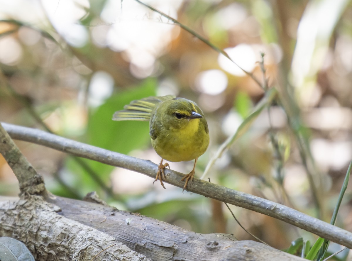 Flavescent Warbler - ML624091540