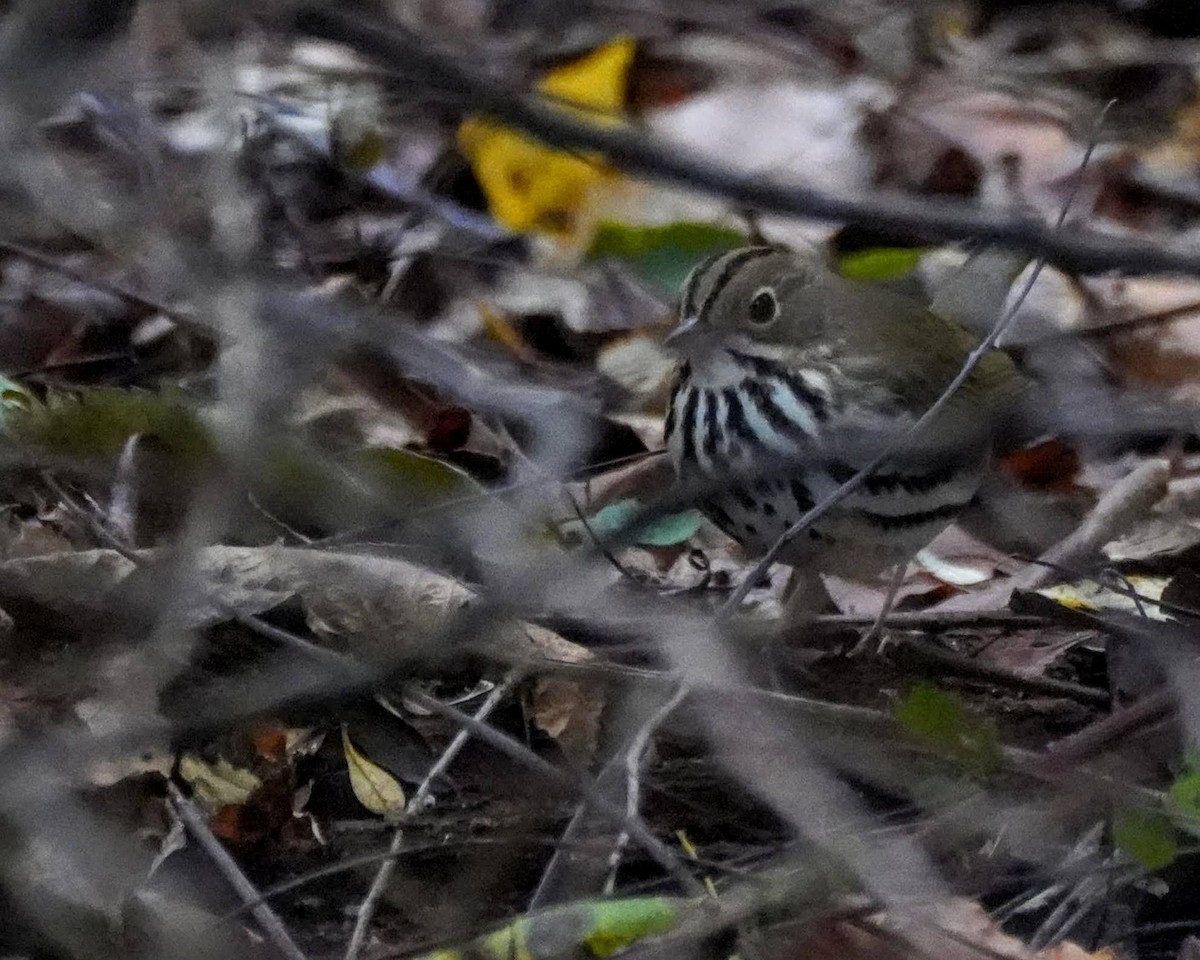 Ovenbird - ML624091660