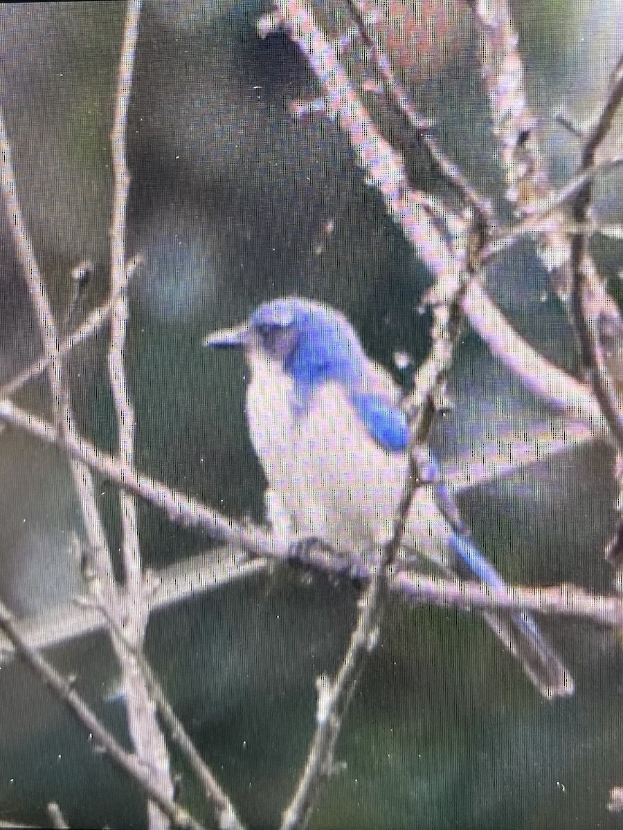 California Scrub-Jay - ML624091683