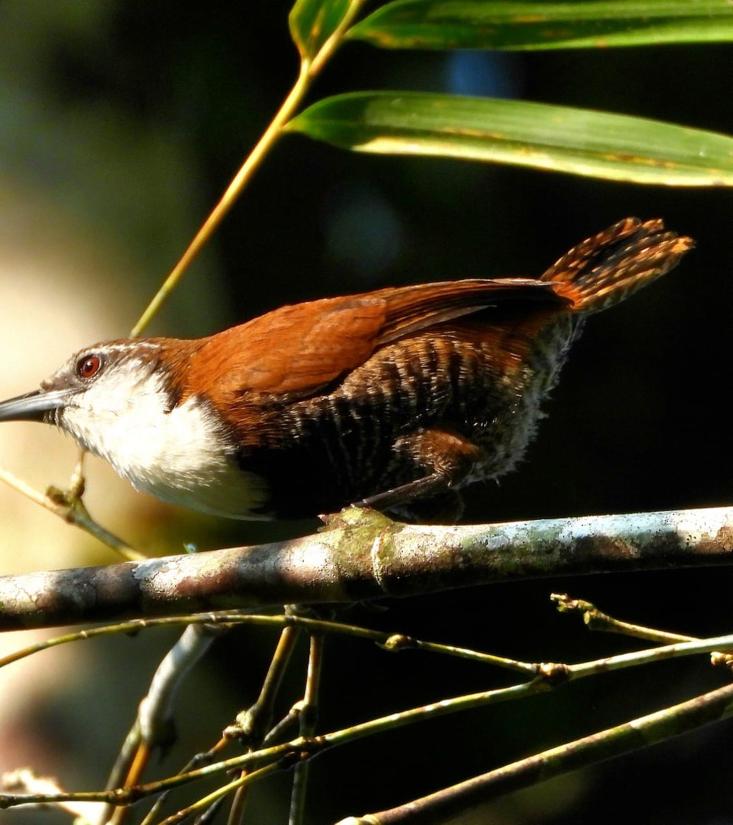 Black-bellied Wren - ML624091700