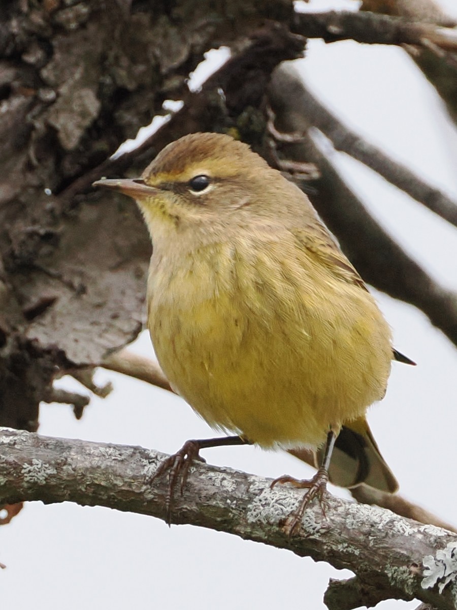 Palm Warbler (Yellow) - ML624091701