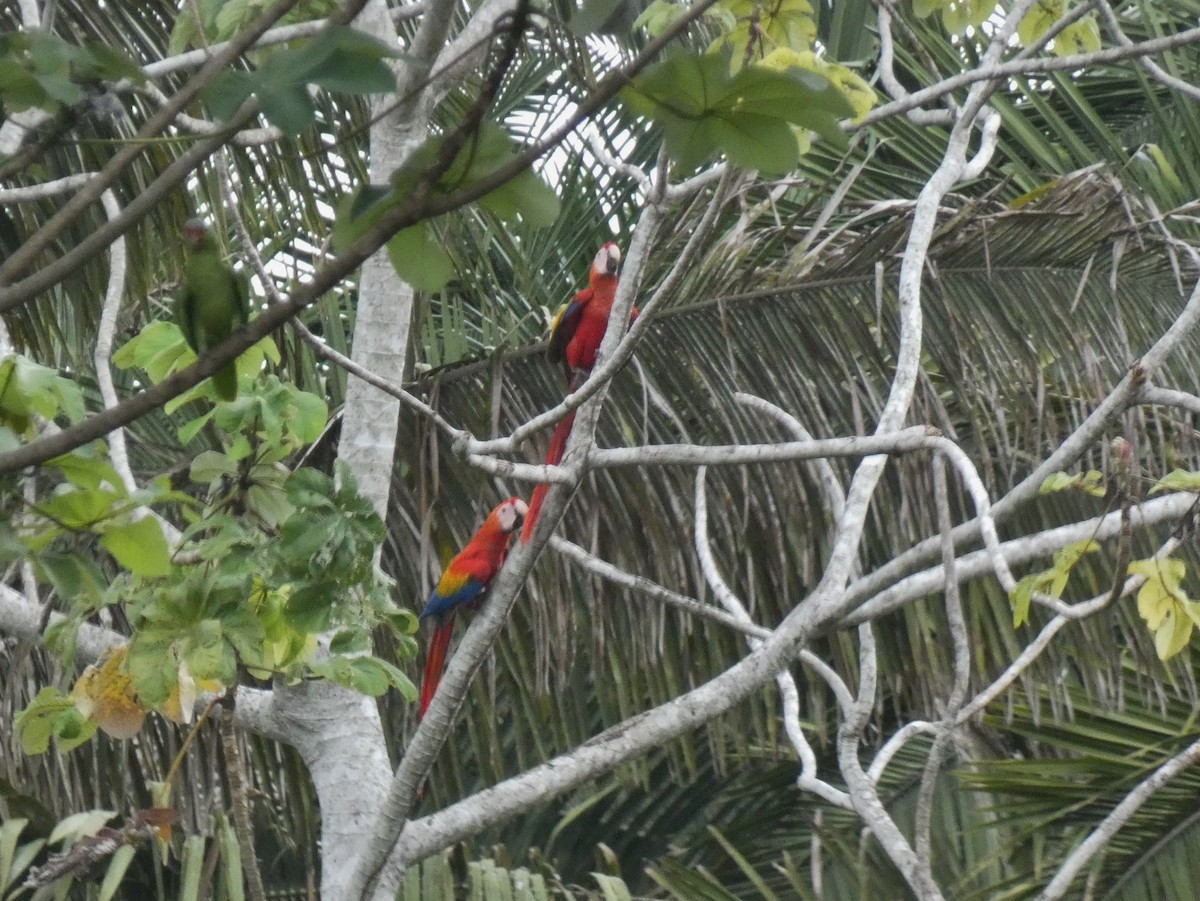 Scarlet Macaw - ML624091703